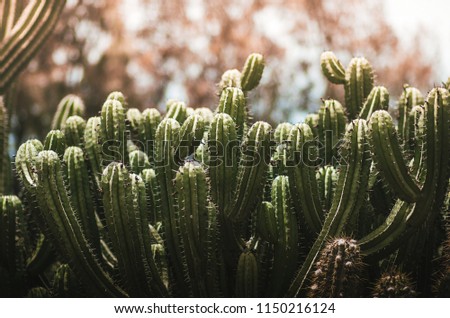 nature poster. green cactuses closeup