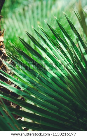 nature poster. green palm leaf. closeup