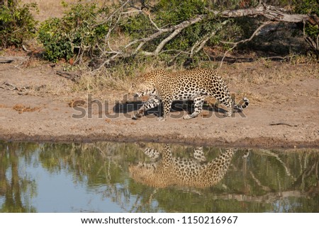 A horizontal, full length, colour image of a large male leopard, Panthera pardus, walking along the edge of a still pool of water in Djuma Private Game Reserve, South Africa. Royalty-Free Stock Photo #1150216967