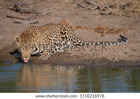 A horizontal, colour image of a thirsty leopard, Panthera pardus, resting and drinking at the edge of a pool of water in the Sabi Sand game reserve, South Africa.