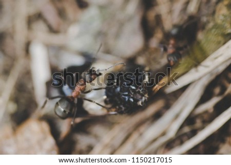 ants eating an insect
