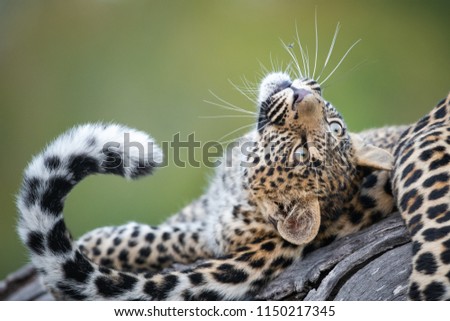 A horizontal, colour image of a cute leopard cub, Panthera pardus, playing with its mother's tail against a green background at Djuma private game reserve, South Africa. Royalty-Free Stock Photo #1150217345