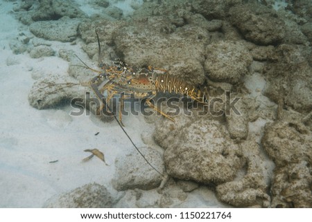 Caribbean Spiny Lobster walking on the bottom of the ocean