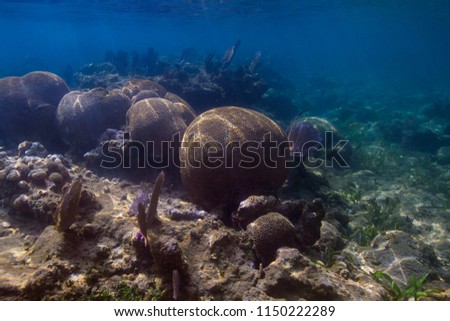 Multiple large ball of Grooved Brain Coral