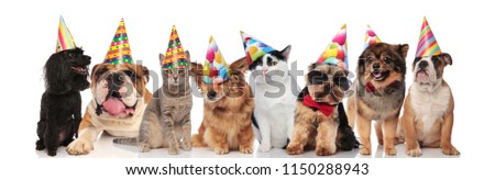 adorable team of birthday pets of different breeds standing, sitting and lying on white background while wearing colorful hats
