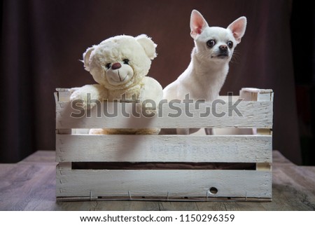 White chihuahua in a wooden box with a teddy bear