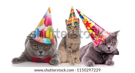 three funny birthday cats with colorful caps looking bored while sitting and lying on white background