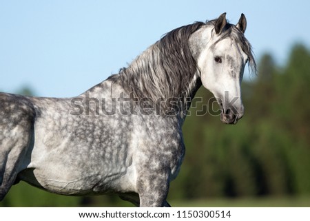 portrait of a white gray horse in summer