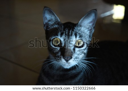 gray cat with a light that illuminates his face