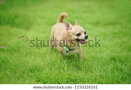 chihuahua dog​playing at garden 