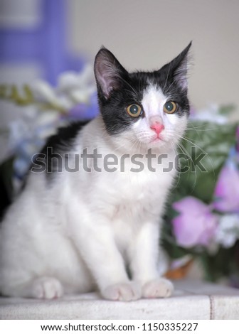 white with black kitten and lilac flowers
