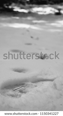 Footsteps on snow during winter. Black and white picture