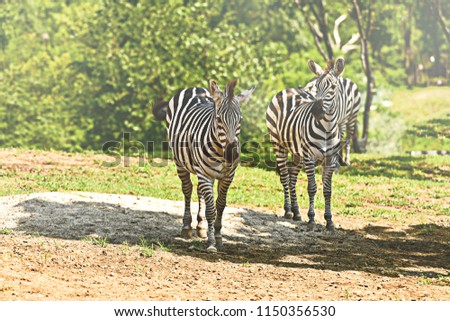 zebra is standing in the zoo on summer