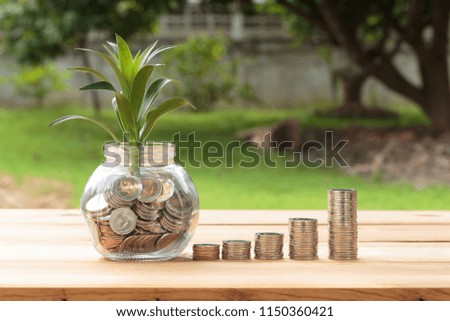 sapling plant growing up on stacks money,money growth concept,saving concept