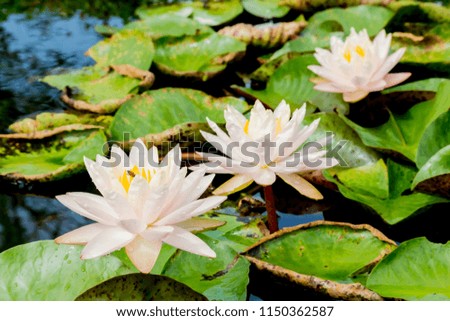 Close up lotus flower.flower picture of beautiful purple lotus / water lily.