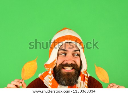 October and November time idea. Autumn and cold weather concept. Hipster with beard and tricky face plays with dry leaves. Man in hat holds yellow cherry tree leaves on green background, copy space