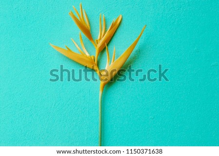 Yellow of Bird of paradise flower isolated on blue background