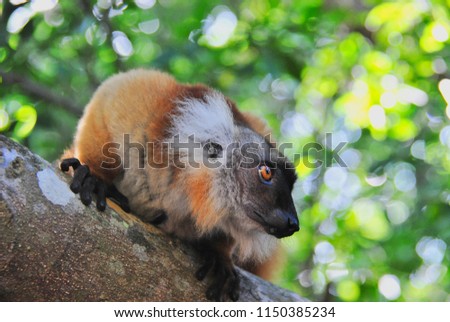 Scared lemur on a tree branch.