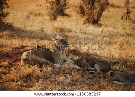 Picture of a lioness resting with his family.