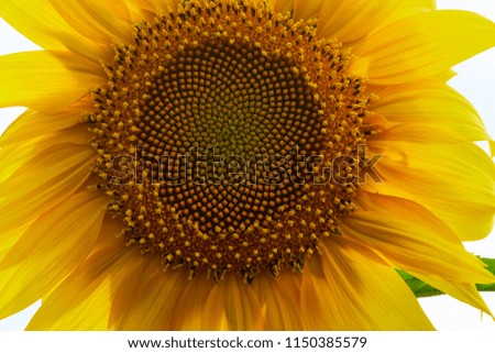 photo of a sunflower macro
