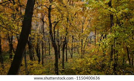 Yellow And Green Forest