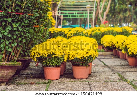 Yellow flowers in honor of the Vietnamese new year. Lunar new year flower market. Chinese New Year. Tet