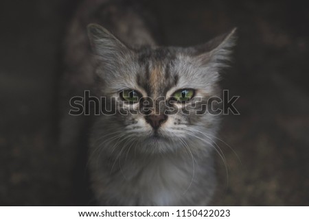 A feral cat