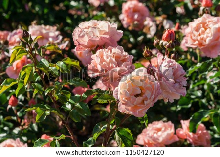 rose marie curie  beautiful form, with wavy petals and pointed tips of petals, pink outer petals, and apricot-colored center, growing in the garden, bright green leaves and beautiful flowers, sunlit