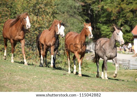 Herd of horses running in autumn