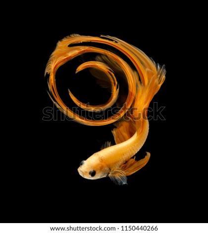 Abstract Number zero fihting fish for desige concept. Orange siamese fighting fish isolated on black background.
