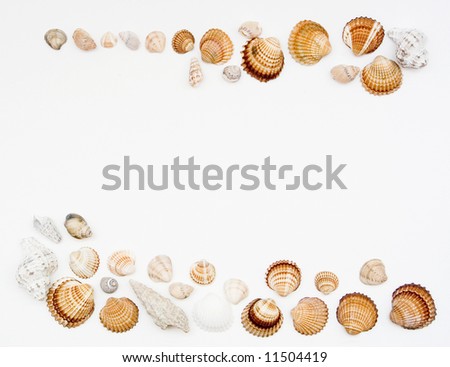 Different shells on white