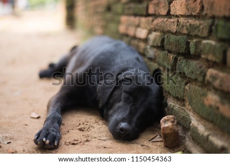 Dog sleeps at the wall.