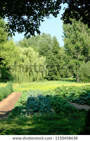 green field with forest