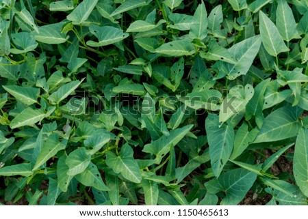 Blur picture of Green plant in garden and blur background, flash condition