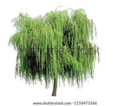 Weeping willow isolated on a white background Royalty-Free Stock Photo #1150473566