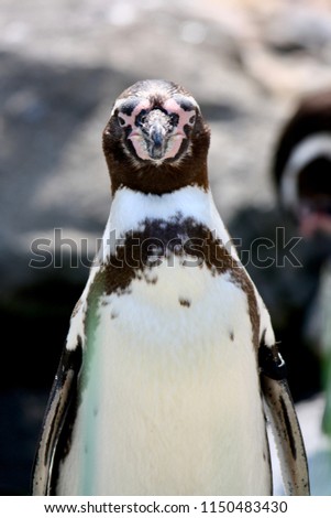  Humboldt penguin stare