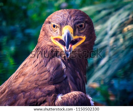 Beautiful Golden eagle looking around,colorful and powerful.