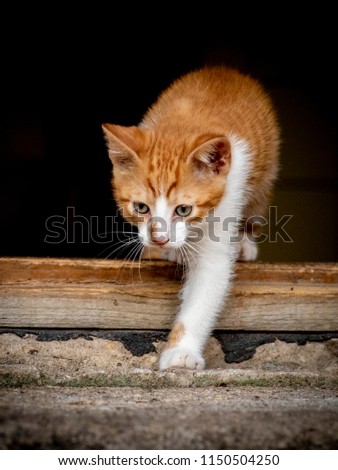 Vertical close up image of a Ginger red kitten with white chest in a doorway coming out. Tiny kitty alone at home. Funny red kitten. Sweet adorable ginger red kitten with white chest.