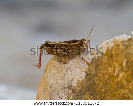  A cricket waits on a rock