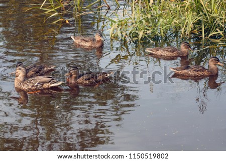 Young Wild ducks swim. Free birds at close range. 