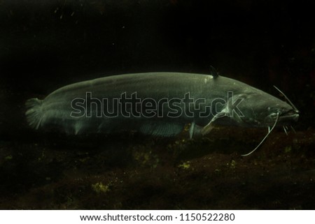 Wels catfish, sheatfish (Silurus glanis). Royalty-Free Stock Photo #1150522280
