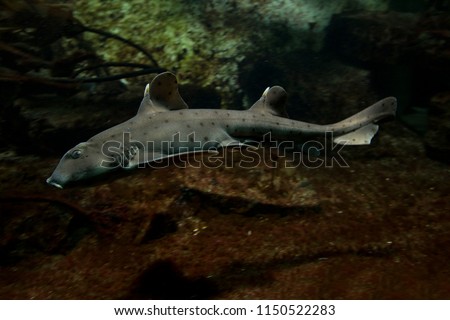 Horn shark (Heterodontus francisci).  Royalty-Free Stock Photo #1150522283
