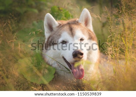 Close-up Portrait of Cute beautiful beige and white siberian husky dog is in the green grass at sunset