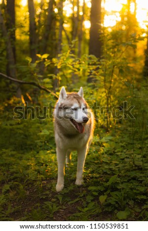 Profile Portrait of dog with brown eyes standing in green grass on sunset background and yellow sunny backlight.