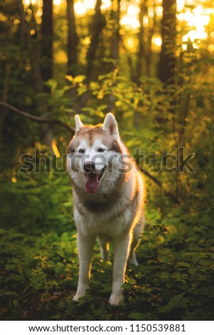 Portrait of dog with brown eyes standing in green grass on sunset background and yellow sunny backlight.