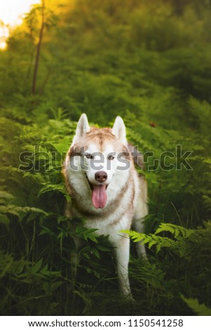 Portrait of dog with brown eyes standing in green fern grass on sunset background and yellow sunny backlight.