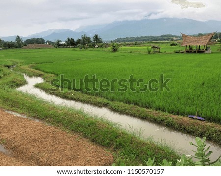 Agriculture Background : Field : Rice Field.