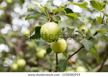 green apples hang on a branch. harvesting apples. 