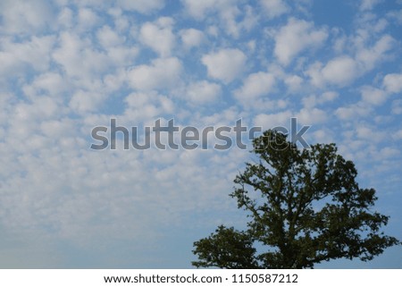 Beautiful blue sky & white fluffy clouds pattern for background use. Top of the tree silhouette is on one corner of the frame as foreground, leaving space for adding own text & message on sky area.  
