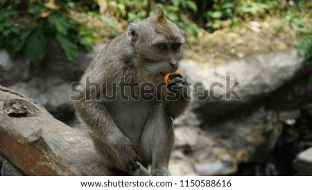cute Macaque monkey